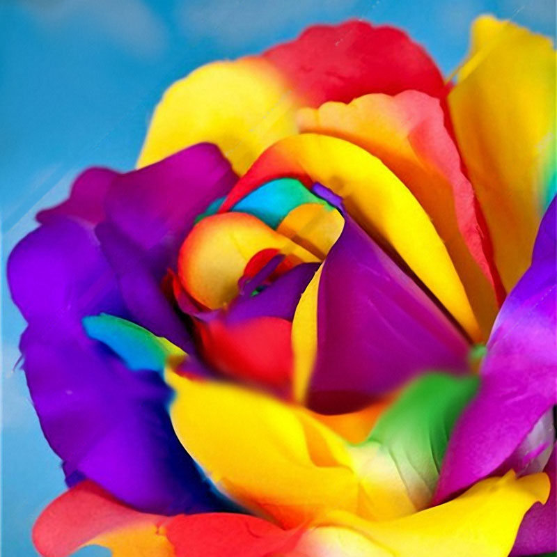 bonsai rose seeds Egrow 100 Pcs Colorful Rare Rose Seeds Garden DIY Flower Bonsai Perenn – shopsmartgadgets
