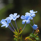 Egrow 100Pcs Blue Evening Primrose Seeds Rare Garden Fragrant Flower Bonsai Seeds