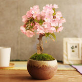 Egrow 10Pcs Rare Sakura Seeds Cherry Blossoms Seeds Garden Flower Bonsai Tree