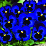 Egrow 100Pcs Blue Evening Primrose Seeds Rare Garden Fragrant Flower Bonsai Seeds