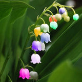Egrow 50 PCS Rare Lily of Valley Flower Seeds Colored Rainbow Bell Orchid Seed Garden Bonsai