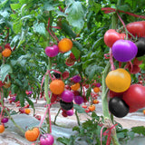 Egrow 100Pcs Rainbow Tomato Seeds Colorful Bonsai Organic Vegetables and Fruits Seed Home Garden