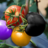 Egrow 100Pcs Rainbow Tomato Seeds Colorful Bonsai Organic Vegetables and Fruits Seed Home Garden