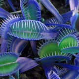 Egrow 100 PCS Garden Potted Blue Insectivorous Plant Seeds Rare Dionaea Muscipula Flytrap Bonsai