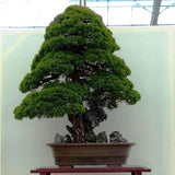 Egrow 20Pcs Japanese Cedar Semillas Bonsai Seeds Rare Tree Seeds for Home Garden Planting