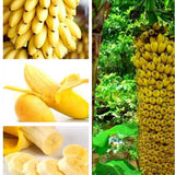 Egrow 30 Pcs Dwarf Banana Seeds Bonsai Tree Tropical Fruit Seeds Balcony Flower for Home Plants