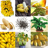 Egrow 30 Pcs Dwarf Banana Seeds Bonsai Tree Tropical Fruit Seeds Balcony Flower for Home Plants