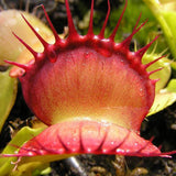 Egrow 100Pcs Catchfly Potted Plant Seeds Garden Venus Fly Trap Insectivorous Plant