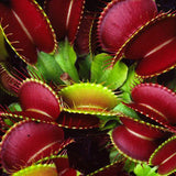 Egrow 100Pcs Catchfly Potted Plant Seeds Garden Venus Fly Trap Insectivorous Plant