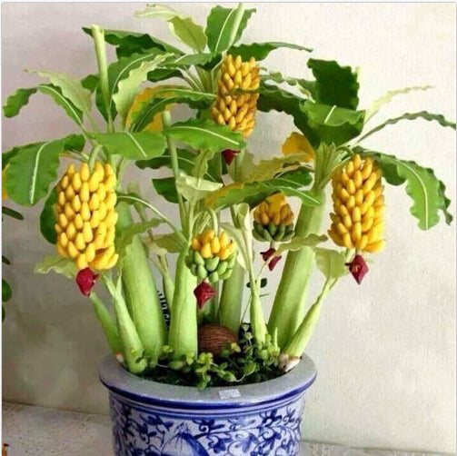 mini banana succulent Egrow 30 Pcs Dwarf Banana Seeds Bonsai Tree Tropical Fruit Seeds Balco –  shopsmartgadgets