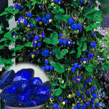 500Pcs Blue Strawberry Rare Fruit Vegetable Seeds Bonsai Edible Garden Climbing Plant