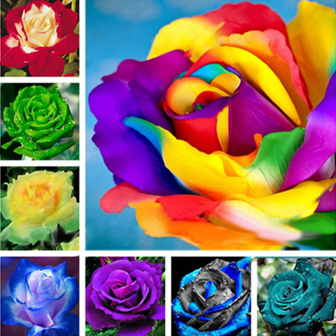rainbow rose seeds for sale Egrow 100 Pcs Colorful Rare Rose Seeds Garden DIY Flower Bonsai Perenn – shopsmartgadgets