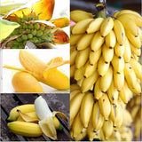 Egrow 30 Pcs Dwarf Banana Seeds Bonsai Tree Tropical Fruit Seeds Balcony Flower for Home Plants