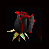Egrow 100Pcs Black Rose Seeds Flower With Red Edge Rare Rose Garden Bonsai Seeds