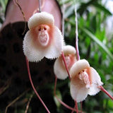 Egrow 200PCS Monkey Face Orchids Seeds Multiple Varieties Plants Garden Bonsai Flower