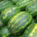 Egrow 30Pcs Giant Watermelon Seeds Black Tyrant King Super Sweet Watermelon Seeds Garden Fruit