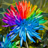Egrow 20Pcs Rainbow Chrysanthemum Flower Seeds Rare Color Home Garden Bonsai Dyeing Plant