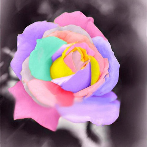 exotic rose seeds Egrow 100 Pcs Colorful Rare Rose Seeds Garden DIY Flower Bonsai Perenn – shopsmartgadgets