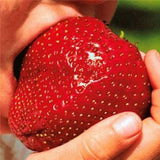 Egrow 100Pcs Giant Red Strawberry Seeds Heirloom Super Japan Strawberry Garden Seeds