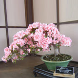 Egrow 10Pcs Rare Sakura Seeds Cherry Blossoms Seeds Garden Flower Bonsai Tree