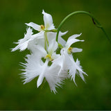 Egrow 200pcs Japanese Egret Flowers Seeds White Egret Orchid Seeds Radiata Rare White Orchid