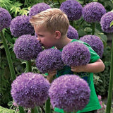 Egrow 100 PCS Garden Outdoor Giant Allium Giganteum Beautiful Flower Seeds Bonsai Plant Seeds