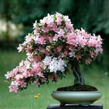 Egrow 10Pcs Rare Sakura Seeds Cherry Blossoms Seeds Garden Flower Bonsai Tree