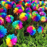 Egrow 20Pcs Rainbow Chrysanthemum Flower Seeds Rare Color Home Garden Bonsai Dyeing Plant