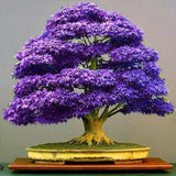 Egrow 40Pcs Purple Maple Seeds Rare Color Beautiful Purple Ghost Bonsai Plants Trees