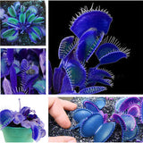 Egrow 100 PCS Garden Potted Blue Insectivorous Plant Seeds Rare Dionaea Muscipula Flytrap Bonsai