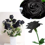 Egrow 100Pcs Black Rose Seeds Beautiful Flower Seeds Home Garden Bonsai