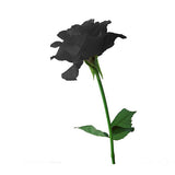 Egrow 100Pcs Black Rose Seeds Beautiful Flower Seeds Home Garden Bonsai