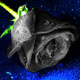 Egrow 100Pcs Black Rose Seeds Beautiful Flower Seeds Home Garden Bonsai