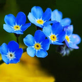 Egrow 100Pcs Blue Evening Primrose Seeds Rare Garden Fragrant Flower Bonsai Seeds