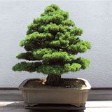 Egrow 20Pcs Japanese Cedar Semillas Bonsai Seeds Rare Tree Seeds for Home Garden Planting