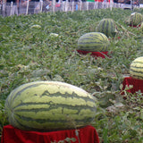 Egrow 30Pcs Giant Watermelon Seeds Black Tyrant King Super Sweet Watermelon Seeds Garden Fruit