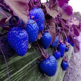 500Pcs Blue Strawberry Rare Fruit Vegetable Seeds Bonsai Edible Garden Climbing Plant