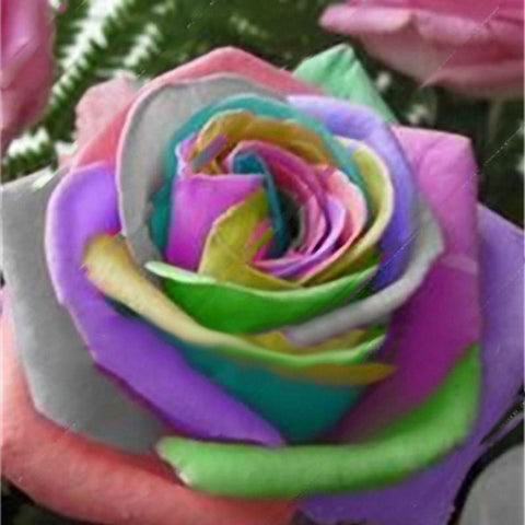 rainbow roses seeds Egrow 100 Pcs Colorful Rare Rose Seeds Garden DIY Flower Bonsai Perenn – shopsmartgadgets
