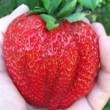 Egrow 100Pcs Giant Red Strawberry Seeds Heirloom Super Japan Strawberry Garden Seeds