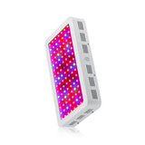 Bigin Double Chips LED Grow Light 600W/800W/1200W Full Spectrum Grow Lamp for Greenhouse Hydroponic Indoor Plants