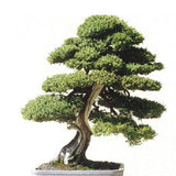 Egrow 20Pcs Japanese Cedar Semillas Bonsai Seeds Rare Tree Seeds for Home Garden Planting