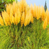 Egrow 200Pcs Pampas Grass Seed Potted Purple Pampas Grass Garden Ornamental Plants