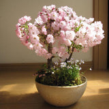 Egrow 10Pcs Rare Sakura Seeds Cherry Blossoms Seeds Garden Flower Bonsai Tree