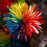 Egrow 20Pcs Rainbow Chrysanthemum Flower Seeds Rare Color Home Garden Bonsai Dyeing Plant