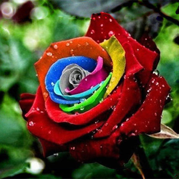 Egrow 200Pcs Rainbow Rose Seeds Rare Colorful Flower Potted Plant Gard – shopsmartgadgets