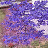 Egrow 40Pcs Purple Maple Seeds Rare Color Beautiful Purple Ghost Bonsai Plants Trees